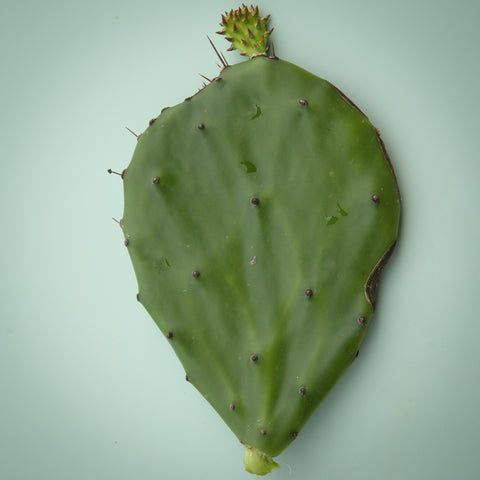 Nopal Tortillas