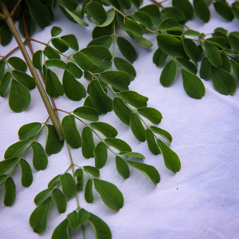 Moringa Powder