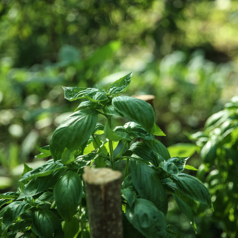 Roman Basil