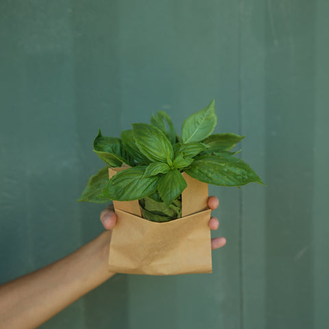 Roman Basil
