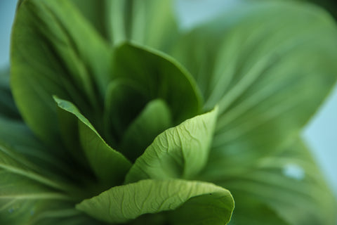 Bok Choi