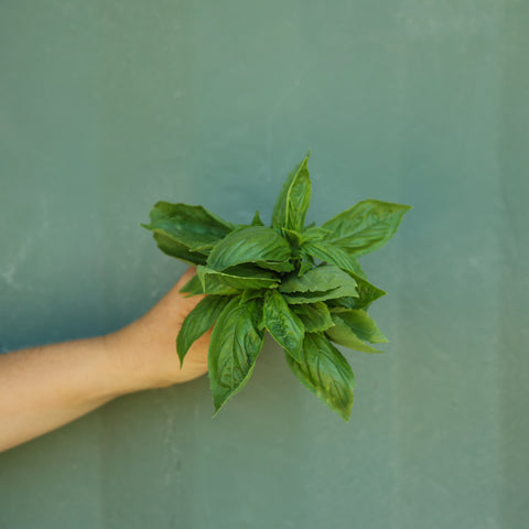 Roman Basil