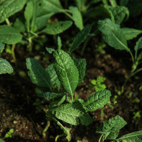 Kale