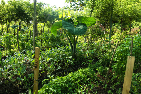 Super Greens
