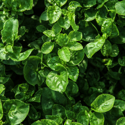 Tropical Spinach