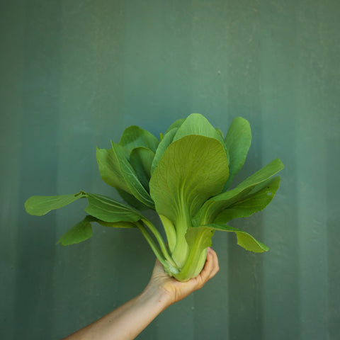 Bok Choi