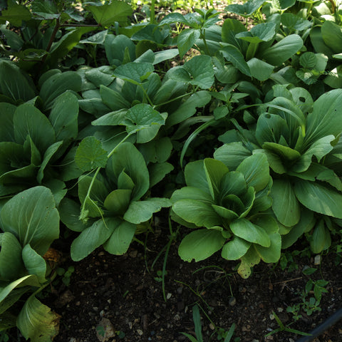 Bok Choi