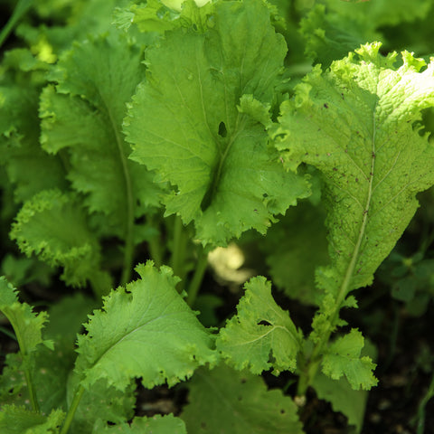 Mixed Greens
