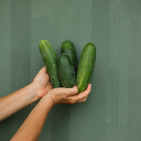 Organic cucumbers