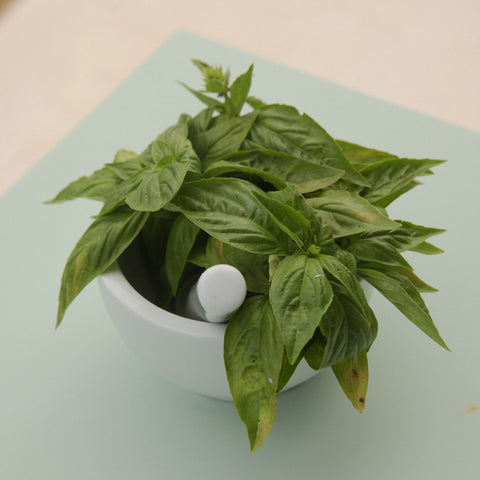 Green Pesto