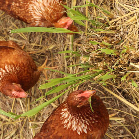 Farm Eggs